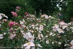 Roseromantic ® rose photo