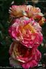 Rosita Missoni ® rose photo