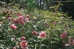 Running Maid ® rose photo