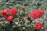 Vivarose rose photo