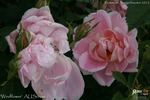 Windflower rose photo