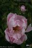 Windflower rose photo