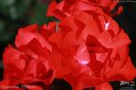 Amsterdam ® rose photo