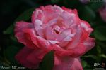 MEImucas rose photo
