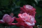 MEImucas rose photo