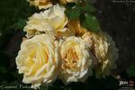 Caeserea ™ rose photo