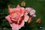 Blarney ™ rose photo