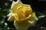 Diamonds Forever rose photo