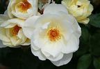 Breathless Charm rose photo