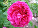 D'Aguesseau rose photo
