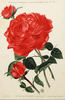Comte Adrien de Germiny rose photo