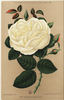 Étendard de Jeanne d'Arc rose photo