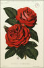Duchess of Bedford rose photo