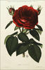 Jean Liabaud rose photo