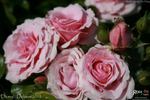 DICevy rose photo