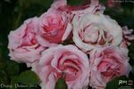 DICevy rose photo