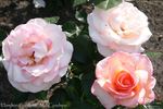 Hamilton Gardens rose photo