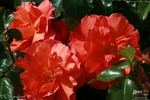 HORanylove rose photo