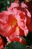 HORanylove rose photo