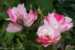Hugues Aufray ® rose photo