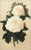 Elisa Boëlle rose photo
