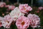 Make-Up rose photo