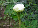 Blanche Simon rose photo
