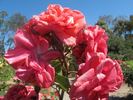 Lisa Colfax rose photo