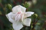 Alexandre Trémouillet rose photo
