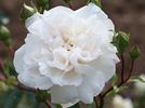Alexandre Trémouillet rose photo