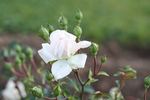 Alexandre Trémouillet rose photo
