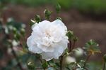 Alexandre Trémouillet rose photo