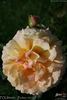 POUlth008 rose photo
