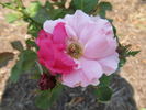 Permanent Wave rose photo