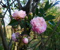 Aristide Briand rose photo