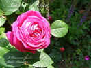 Antoine Ducher rose photo