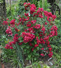 Alberich, Cl. rose photo