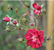 Alberich, Cl. rose photo