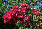 Alberich, Cl. rose photo