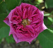 Ami Martin rose photo