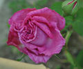 Ami Martin rose photo