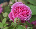 Ami Martin rose photo