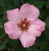 First Light rose photo