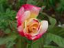 Double Perfection ™ rose photo