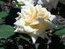 Pan America rose photo