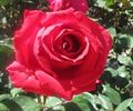 Ida Elizabeth rose photo
