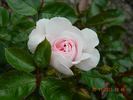 City of London ® rose photo