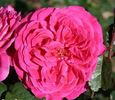 Best Bet rose photo