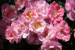 Petite Bonanza rose photo