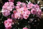 Petite Bonanza rose photo